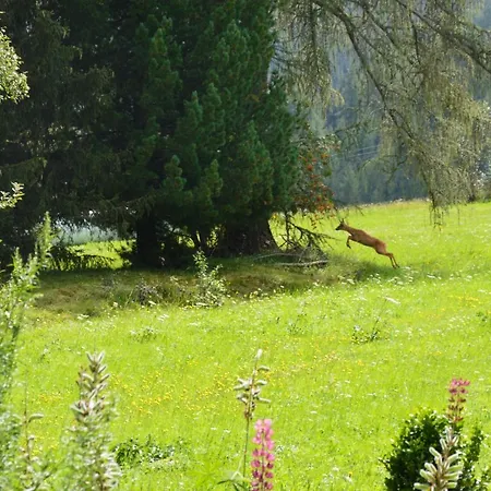 Appartement Kaulfuss